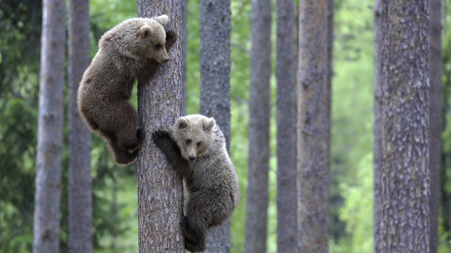 Two bears climbing tree forest free wallpaper for desktop - medium preview image