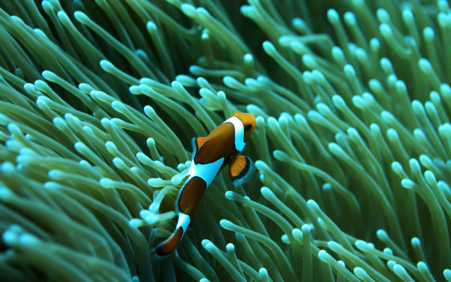 Clown fish swimming anemone water free wallpaper for desktop - medium preview image