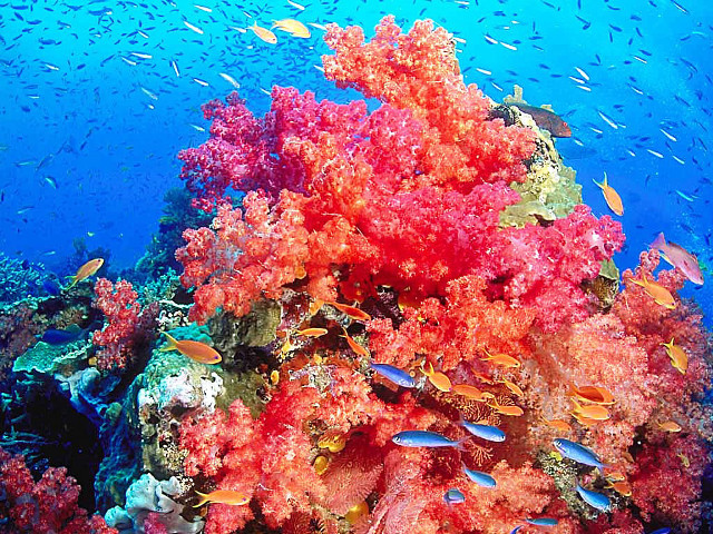Coral reef fish diver autumn free wallpaper for desktop - medium preview image