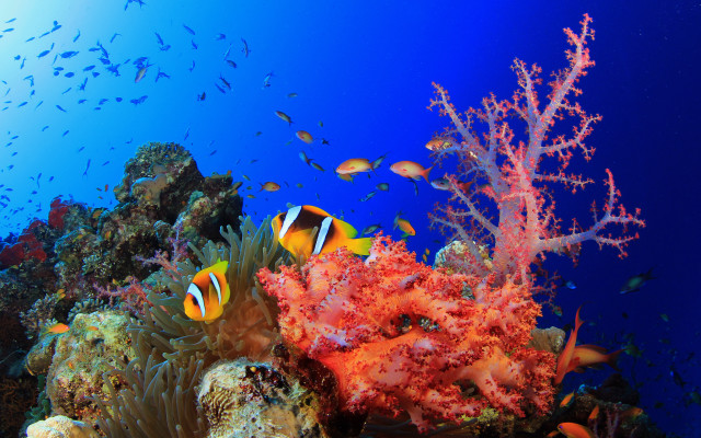 Fish coral reef ocean blue free wallpaper for desktop - medium preview image