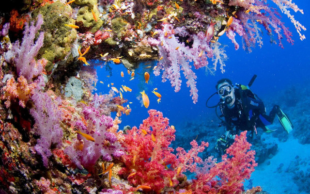 Scuba diver coral reef ocean free wallpaper for desktop - medium preview image