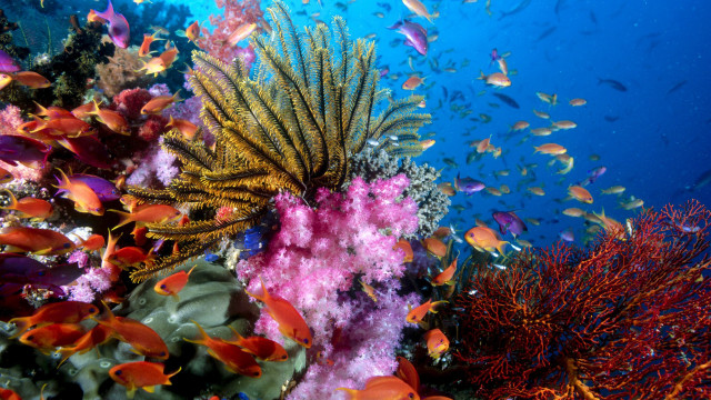 Coral reef colorful fish sunny #2 free wallpaper for desktop - medium preview image