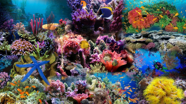 Colorful underwater scene corals marine free wallpaper for desktop - medium preview image