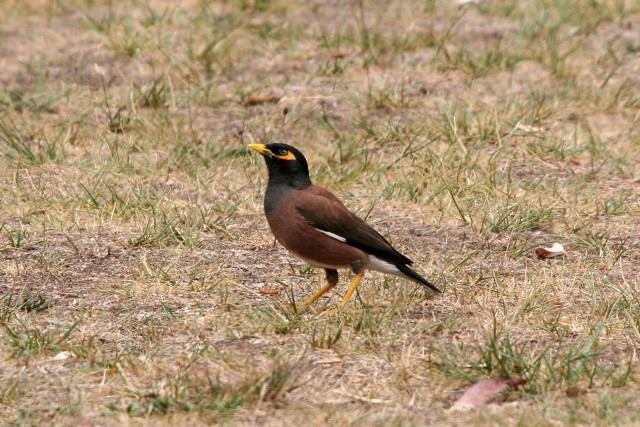 Bird grass distance yellow beak free wallpaper for desktop - medium preview image