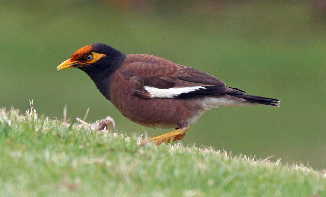 Bird beak grassy hill illustration free wallpaper for desktop - medium preview image