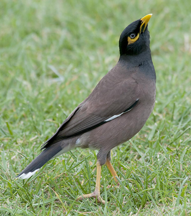 Bird green field yellow beak free wallpaper for tablet - medium preview image