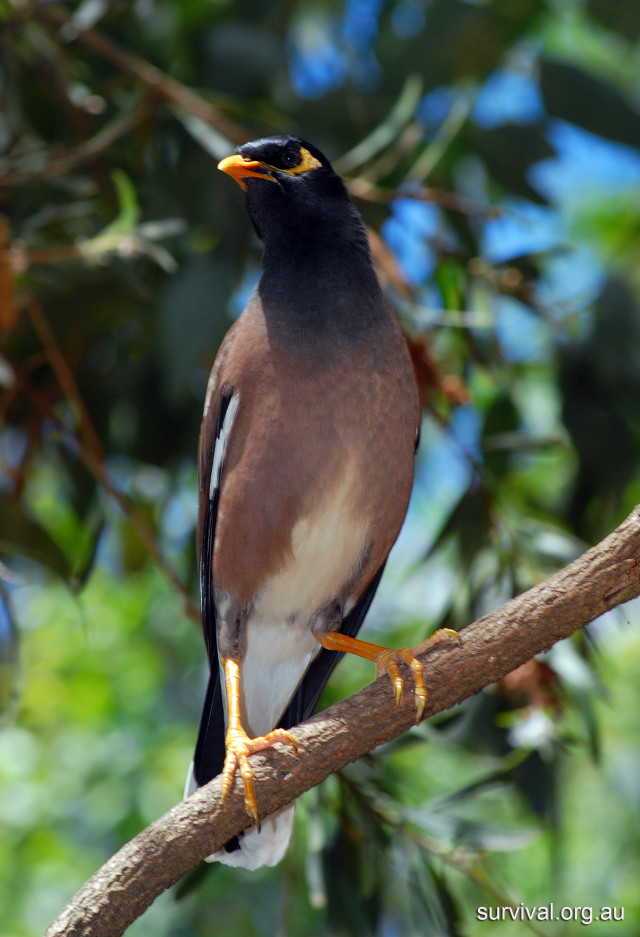 Bird perched branch tree leaves free wallpaper for mobile - medium preview image