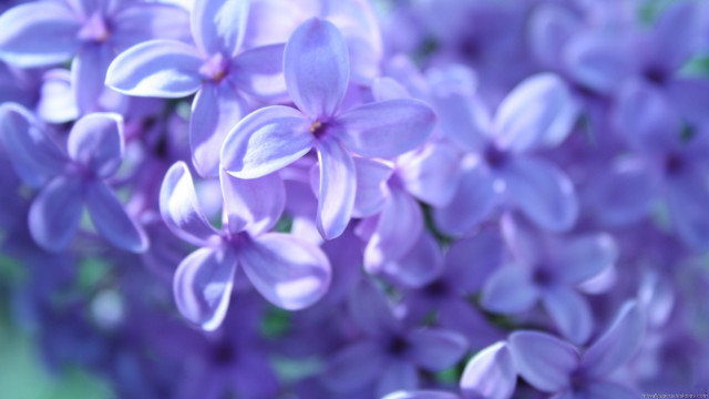Purple flowers close up green free wallpaper for desktop - medium preview image