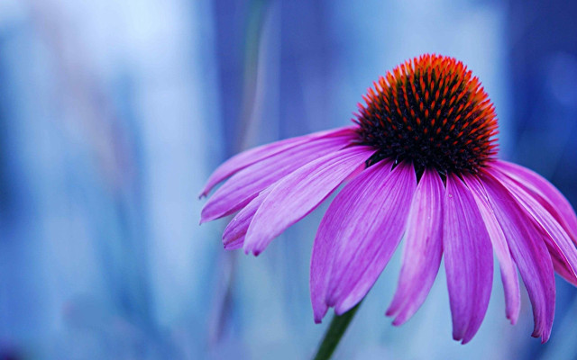 Purple flower red center blurry free wallpaper for desktop - medium preview image