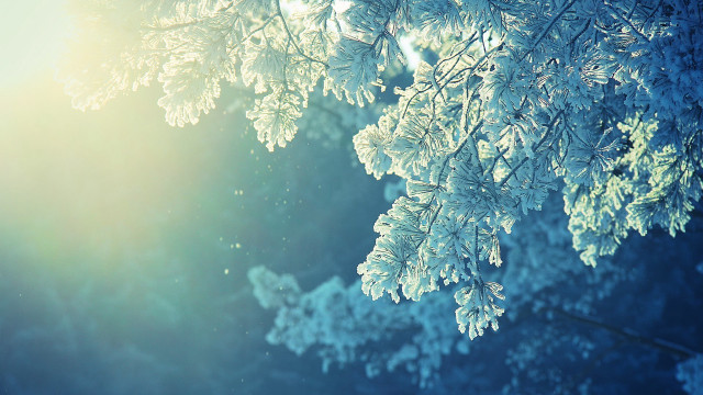 Snowy tree sunlight branches winter free wallpaper for desktop - medium preview image