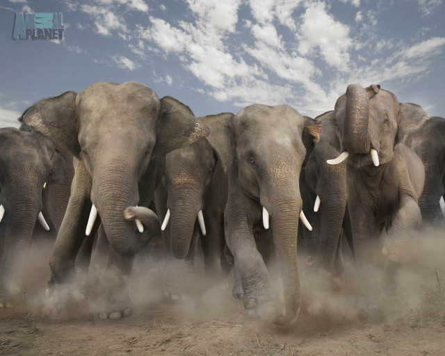Elephants herd dirt field cloudy free wallpaper for desktop - medium preview image