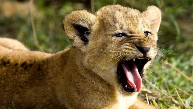 Lion cub yawns grass mouth free wallpaper for desktop - medium preview image