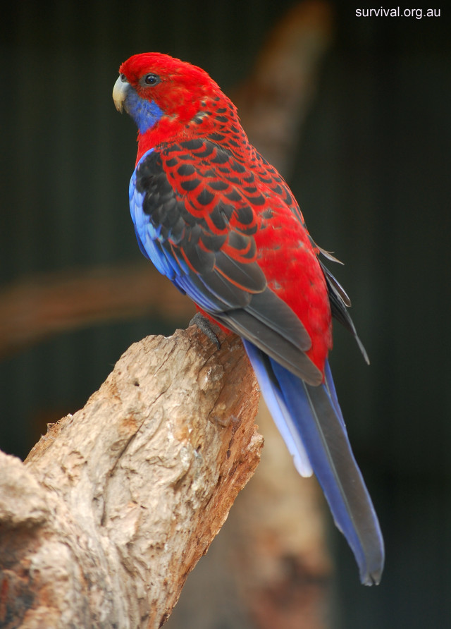 Red blue bird tree branch free wallpaper for mobile - medium preview image