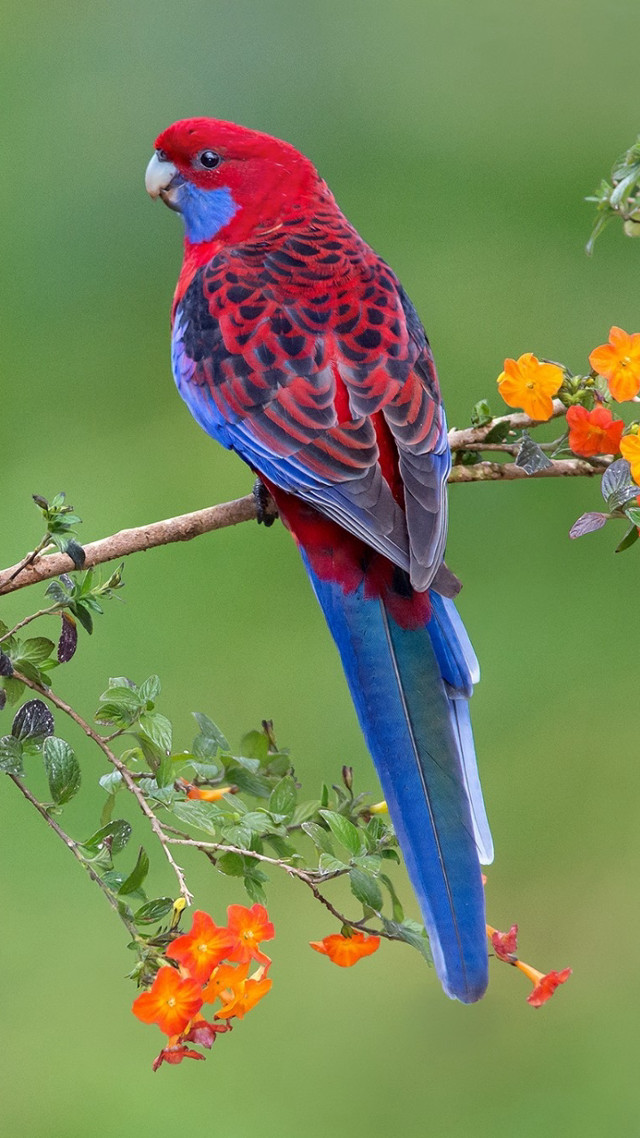 Colorful bird perched branch flowers free wallpaper for mobile - medium preview image