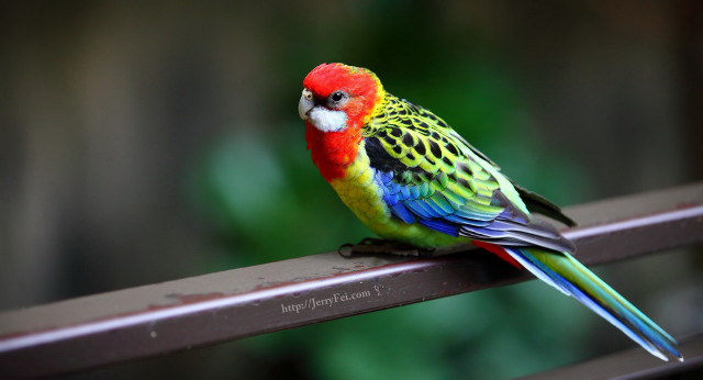 Colorful bird metal rail outside free wallpaper for desktop - medium preview image