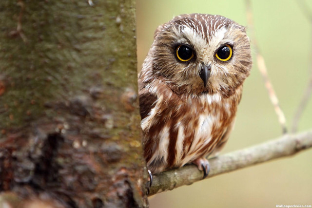 Small owl yellow eyes tree free wallpaper for desktop - medium preview image