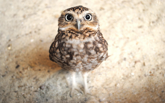 Small owl concrete floor sad free wallpaper for desktop - medium preview image
