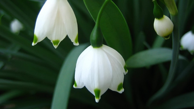Close up white flower green #3 free wallpaper for desktop - medium preview image