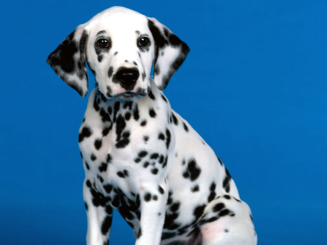 Dalmatian puppy blue background white free wallpaper for desktop - medium preview image
