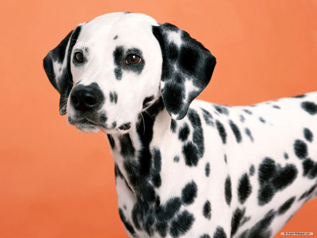 Dalmatian dog black spots red free wallpaper for desktop - medium preview image