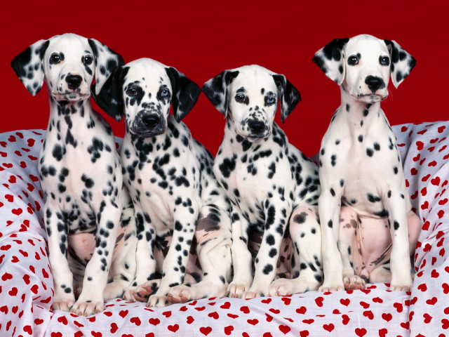 Dalmatian puppies blanket hearts group free wallpaper for desktop - medium preview image