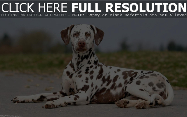 Dalmatian dog laying ground click free wallpaper for desktop - medium preview image
