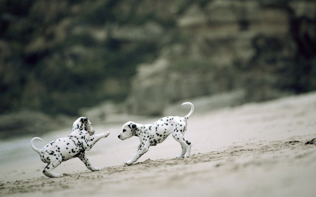 Dalmatian dogs running beach water free wallpaper for desktop - medium preview image