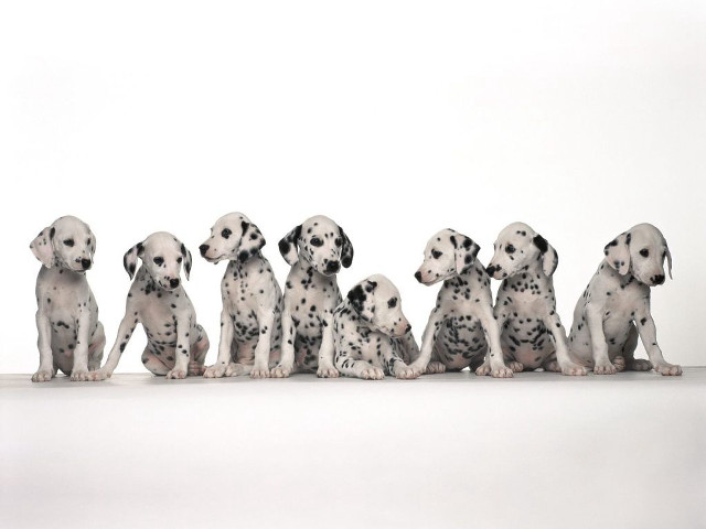 Dalmatian puppies sitting row white free wallpaper for desktop - medium preview image
