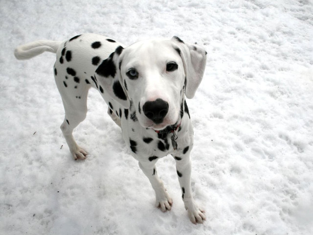Dalmatian dog snow sad look free wallpaper for desktop - medium preview image