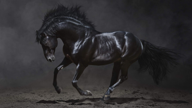 Black horse galloping dust figurative free wallpaper for desktop - medium preview image