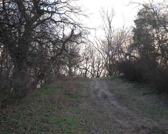 Dirt road woods trees trail free wallpaper for desktop - medium preview image