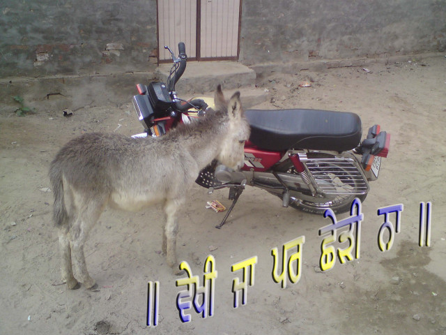 Donkey motorcycle dirt lot transportation free wallpaper for desktop - medium preview image