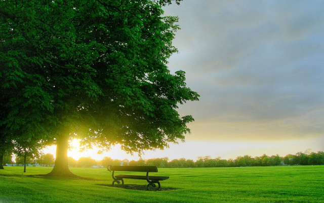 Park bench tree field sunset #2 free wallpaper for desktop - medium preview image
