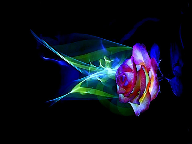 Flower black blue red rose free wallpaper for desktop - medium preview image
