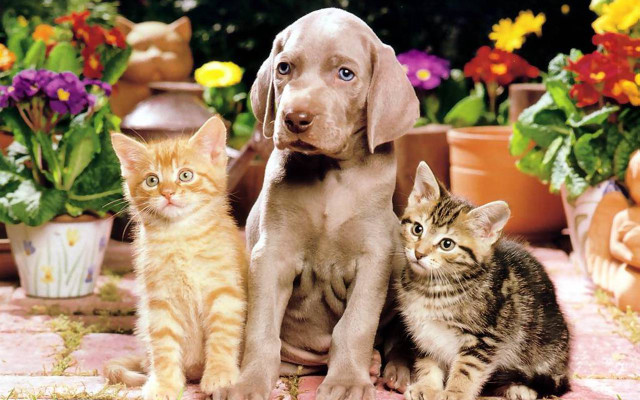 Dog kittens tiled floor potted free wallpaper for desktop - medium preview image