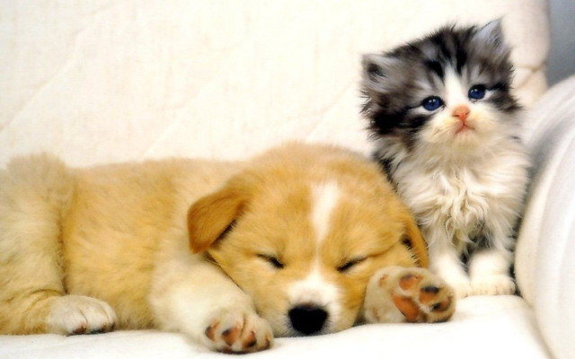 Kitten puppy couch together laying free wallpaper for desktop - medium preview image