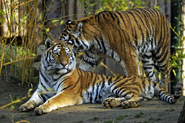 Two tigers laying down in free wallpaper for desktop - medium preview image