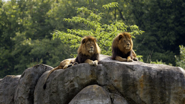 Lions sitting rock zoo enclosure free wallpaper for desktop - medium preview image