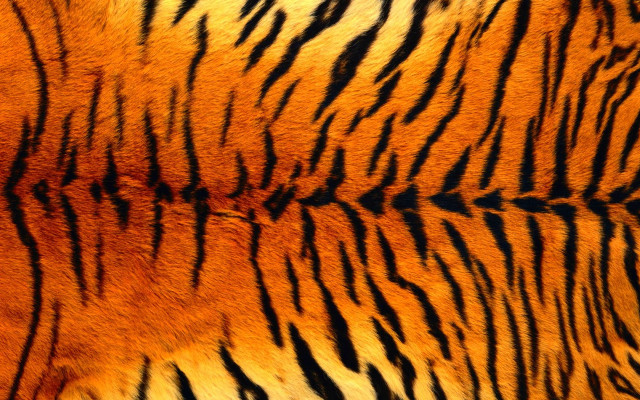 Tiger fur black stripe yellow free wallpaper for desktop - medium preview image