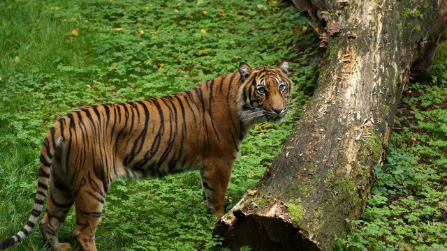 Tiger tree field grass weeds free wallpaper for desktop - medium preview image