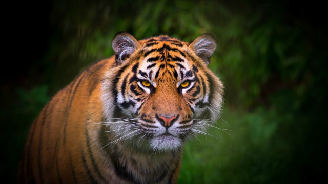 Tiger walking grass dark night free wallpaper for desktop - medium preview image