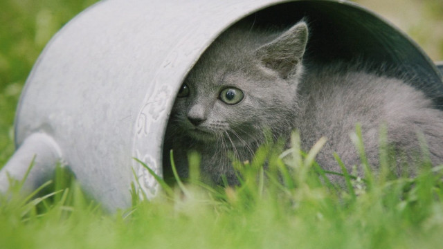 Kitten hiding cement barrel grass free wallpaper for desktop - medium preview image