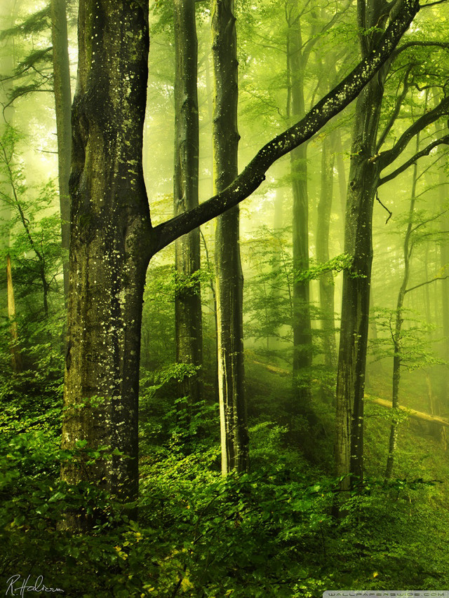 Forest trees green leaves trail free wallpaper for mobile - medium preview image
