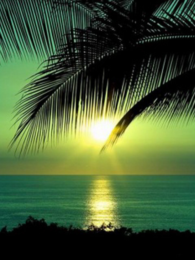 Palm tree silhouette sunset ocean #7 free wallpaper for mobile - medium preview image