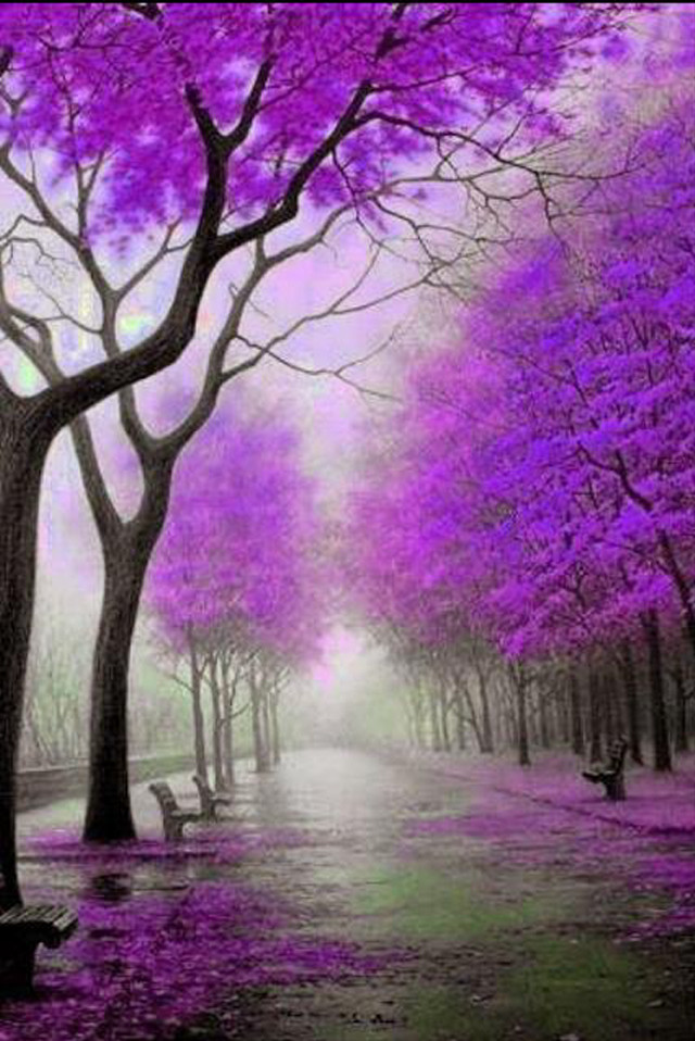 Park purple trees benches rain free wallpaper for mobile - medium preview image