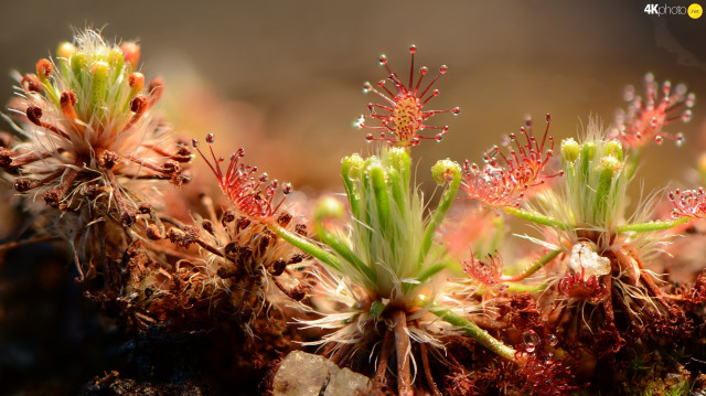 Plant flowers leaves macro ecological free wallpaper for desktop - medium preview image