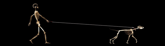 Skeleton dog leash dark light free wallpaper for desktop - medium preview image