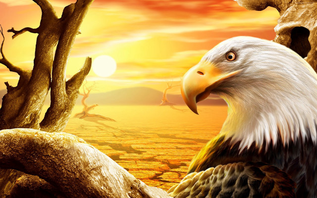 Eagle tree sunset dead trunk free wallpaper for desktop - medium preview image