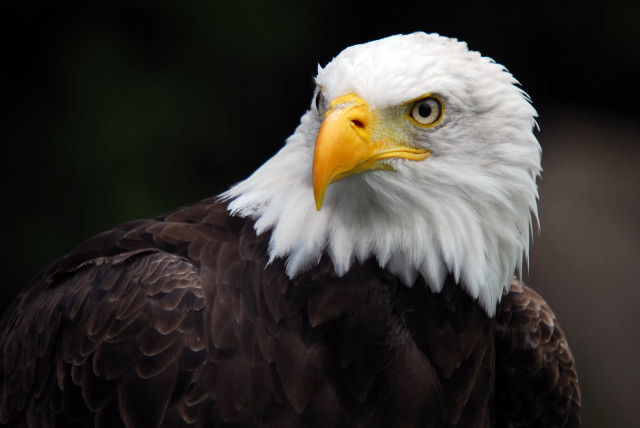 Bald eagle yellow beak white #3 free wallpaper for desktop - medium preview image