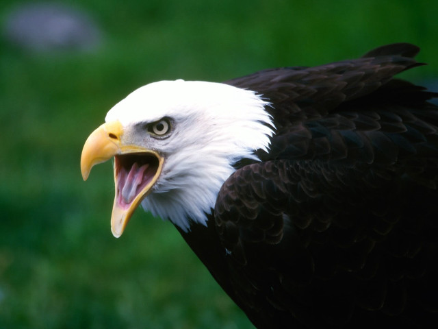 Bald eagle open mouth green #2 free wallpaper for desktop - medium preview image